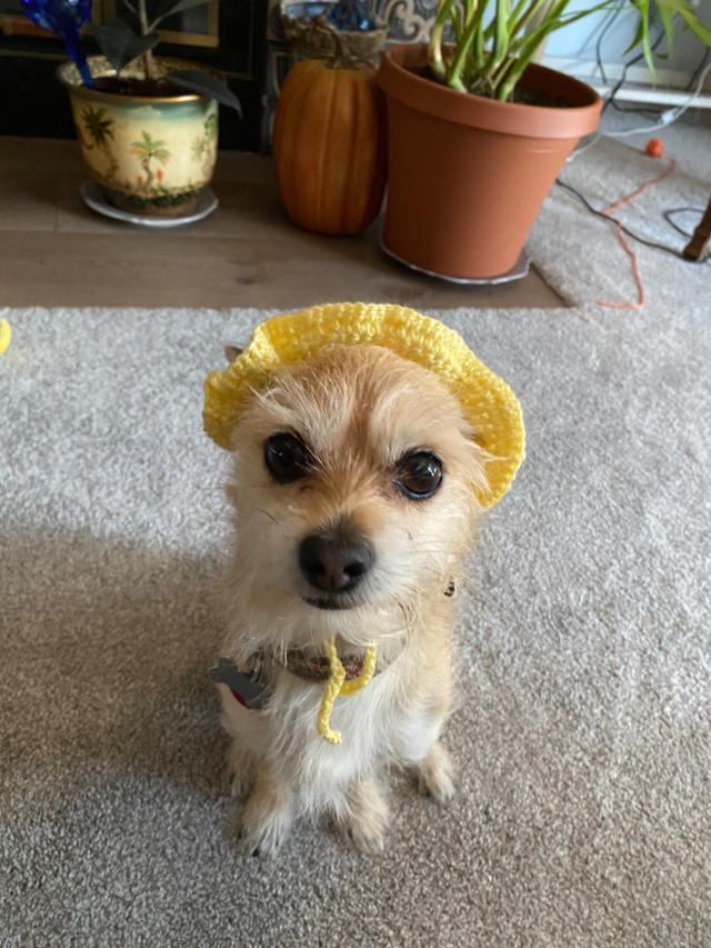 Benji
